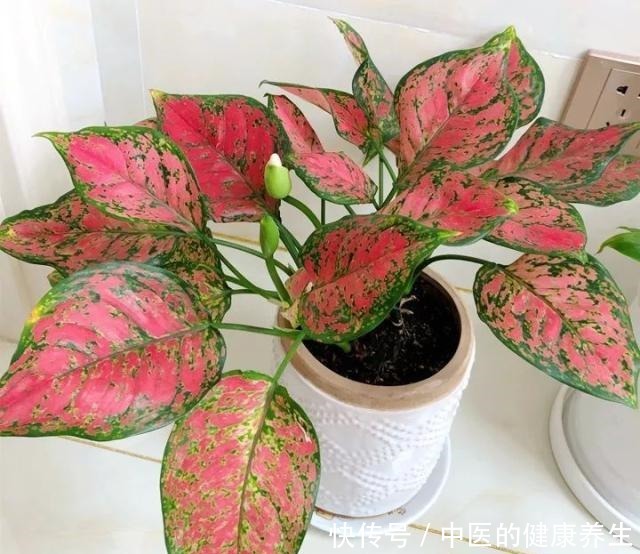 别养绿萝了,这20种耐阴植物,养在家里更合适!