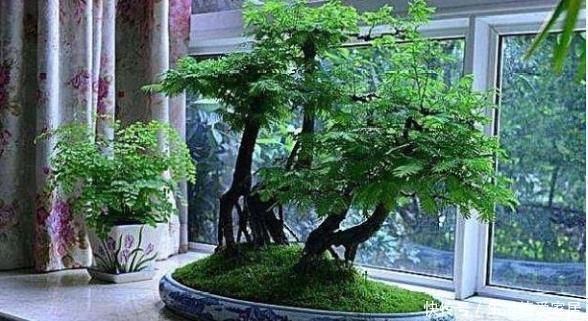 这些树被称“活化石”,还极好养,1根枝条插土里,浇水就能活