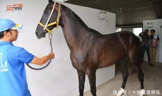 古代|汗血宝马:中国古代最顶级的战马,千米行程只需66秒