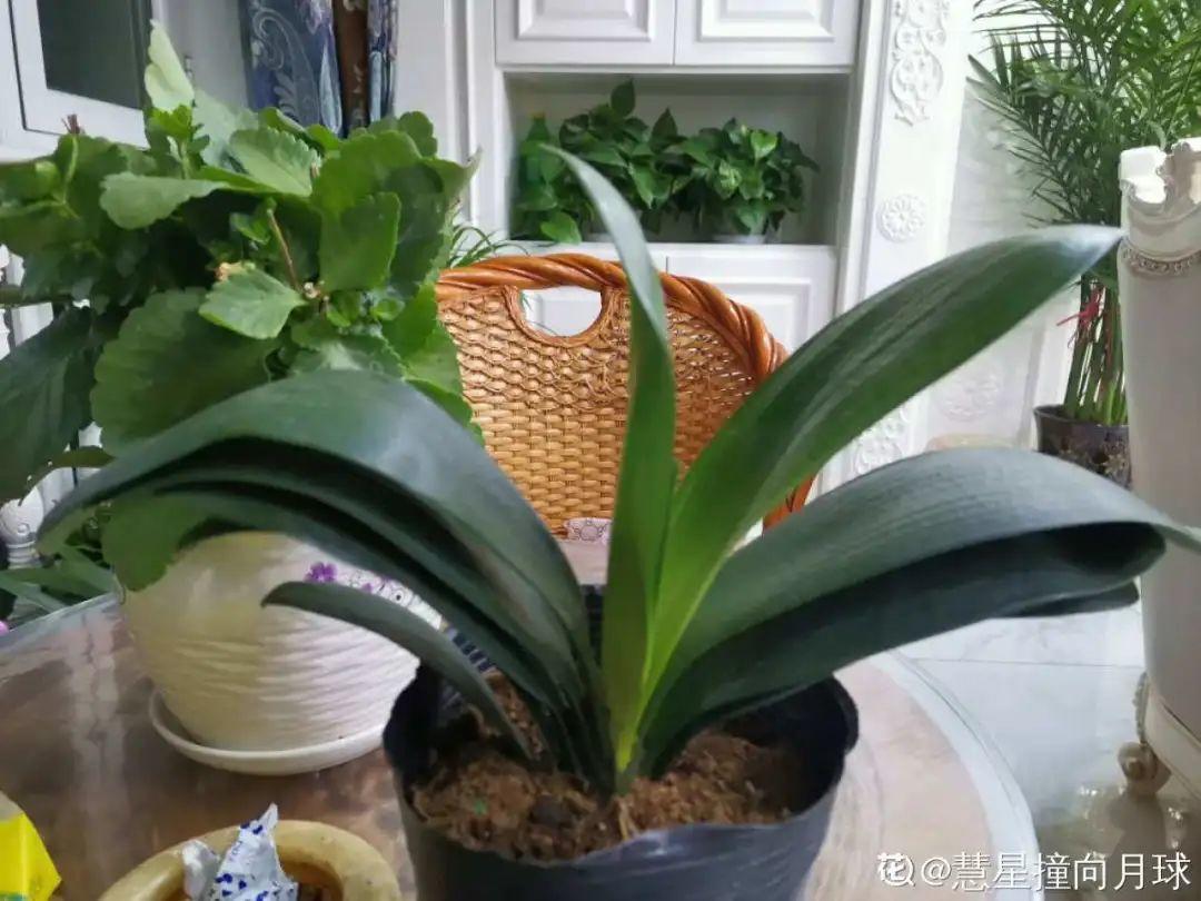 家里有这7种花，少浇水、不能晒，天热要休眠！