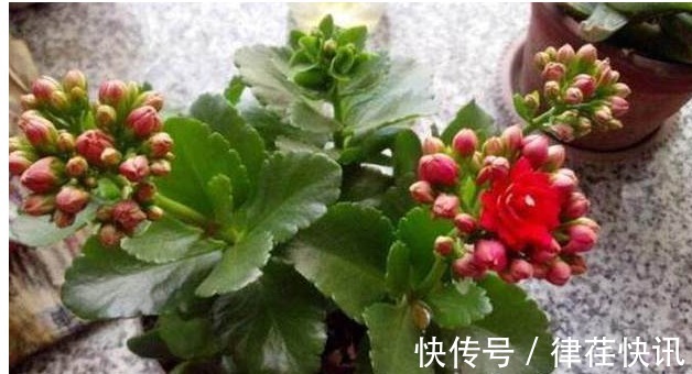 君子兰、长寿花、蟹爪兰总不开花,可能盆里缺点它,加一点就开花