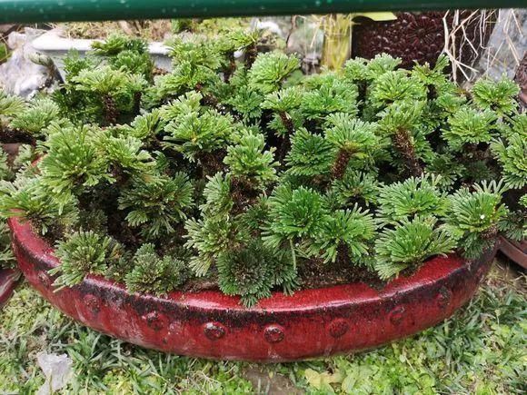 老房子|屋顶上的野草,人称“房神”,别再拔了,是福气!