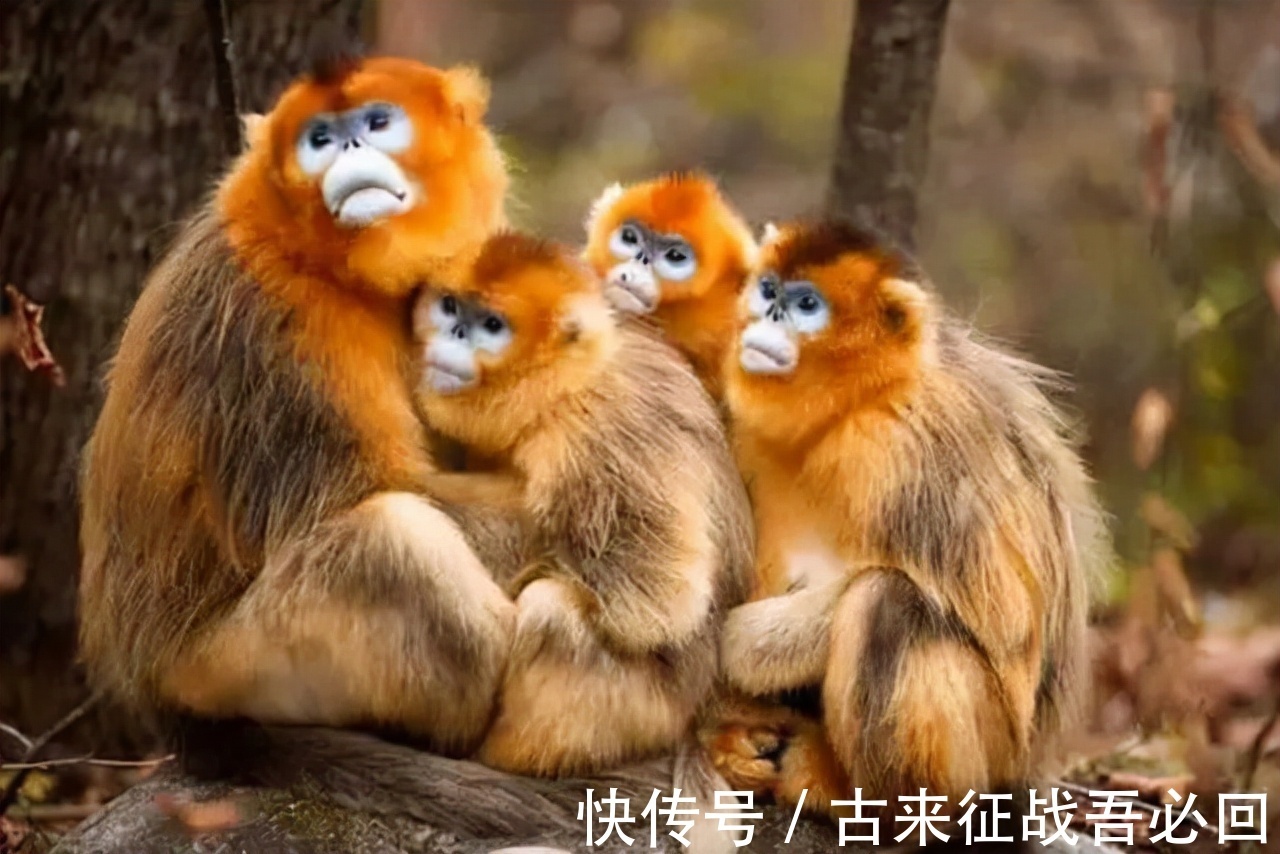 邵柏林$40年前,一邮票员没完成任务,花96元买15版猴票,后来怎样