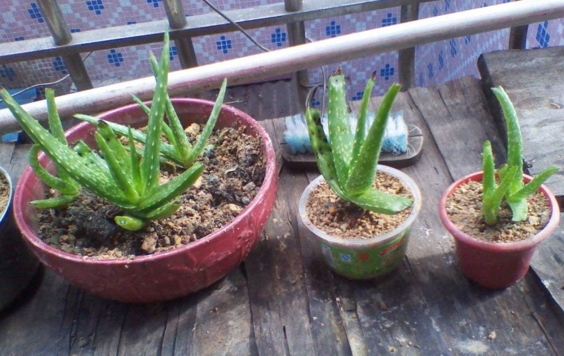 绿植|家家养绿萝,腻味!不如养这3种,好活、颜值高、净化效果不错