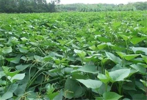 番薯叶|此野菜被人叫做“蔬菜皇后”,以前用来喂猪,现在价值很高