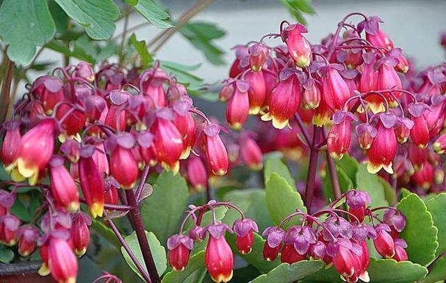 长寿|喜欢菊花,不如养盆宫灯长寿,花朵柔美高雅,一次开爆