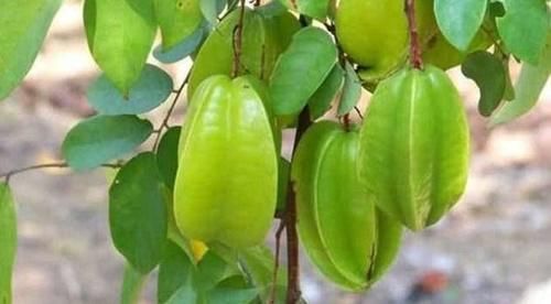 红豆|女性不想没气色,常吃3物,补血益气,排毒养颜,有益健康