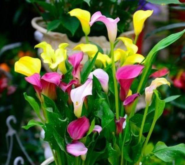 4种花,好养又漂亮,365天开花不断,美极了