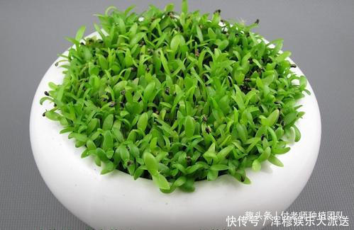 能吃能观赏的火龙果,如何盆栽教你两招,来年还能吃上果实