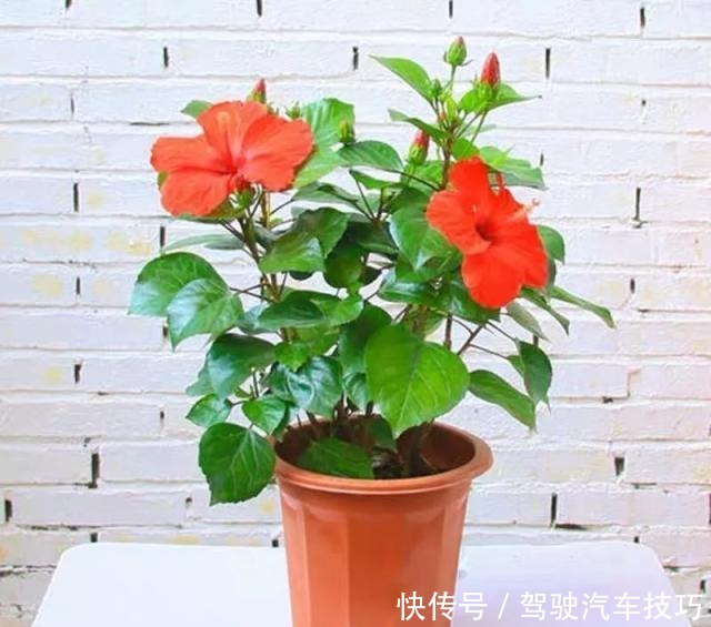 这8种懒人花,花期长,好看又好养!这8种懒人花,花期长,好看又好养!