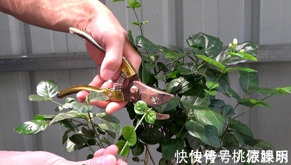 好养的花卉就是茉莉花,但是想要夏季开不停,要做好四喜一勤