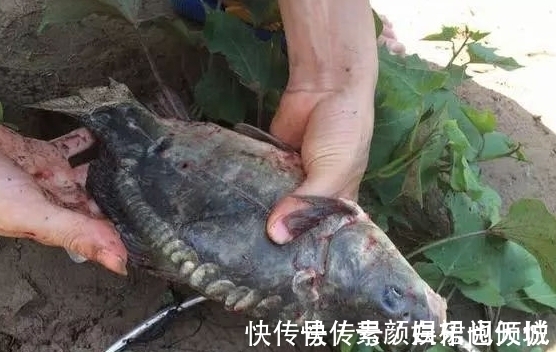 鱼塘|小伙钓鱼,大丰收,晚上妻子开心的打开鱼笼,瞬间给笼子甩的老远