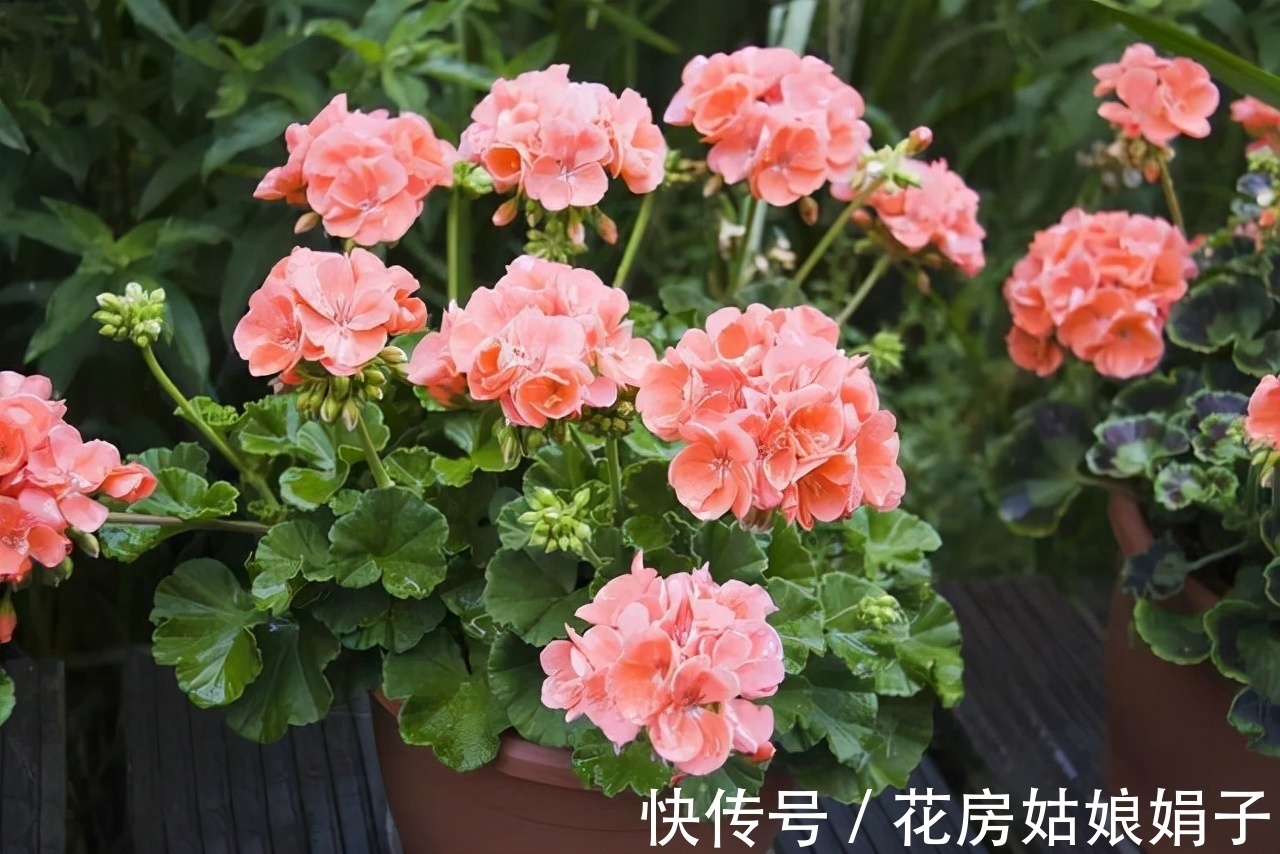 这9种花卉适应性强，各种抗性较高，适合在室内的环境中栽培