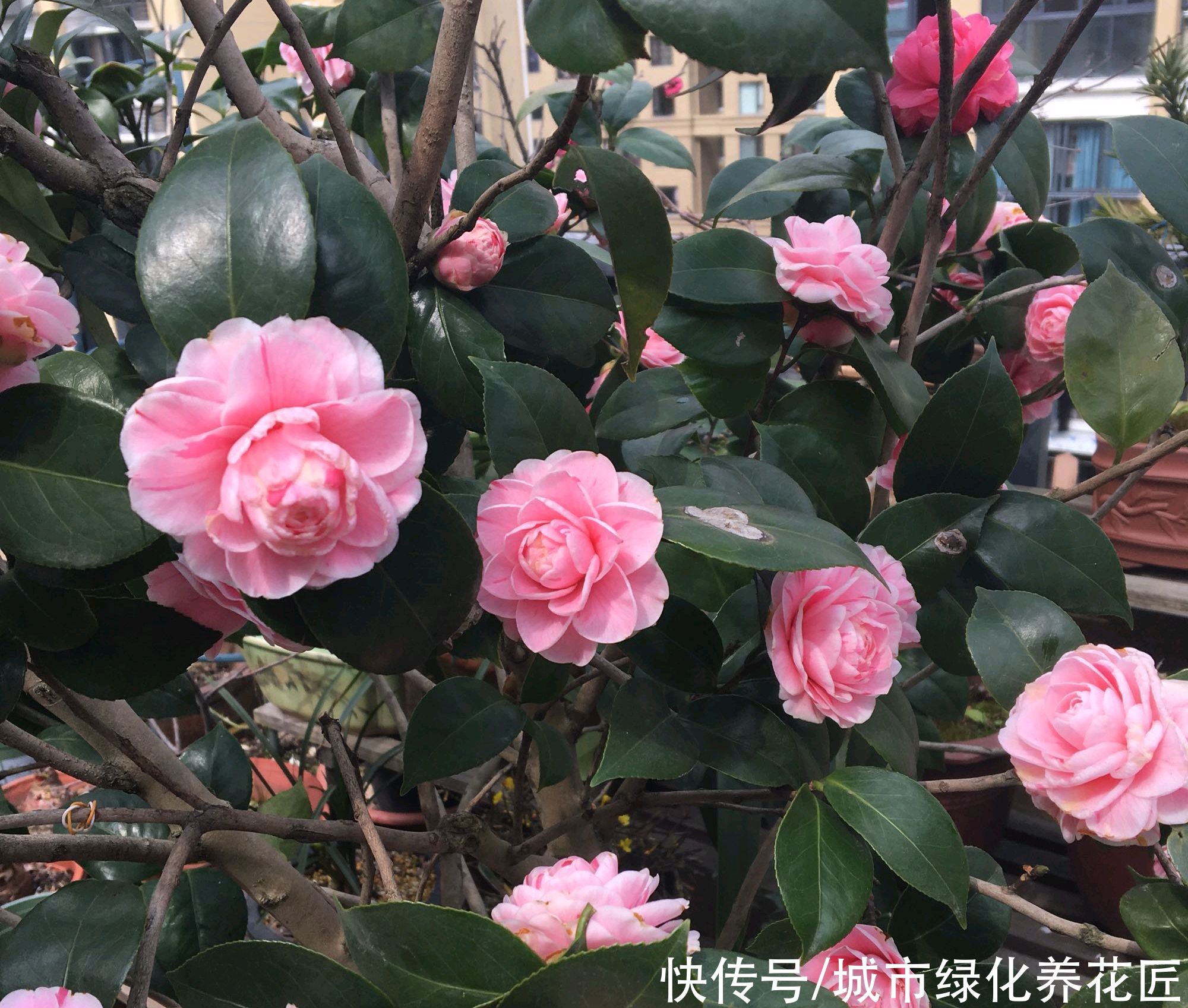 冬季买回来的带花苞茶花怎么养？做到一个关键点，开花鲜艳不消苞