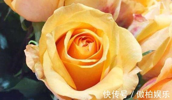 家养养玫瑰选“假日公主”花“橙子色”身不带刺,养上超值!