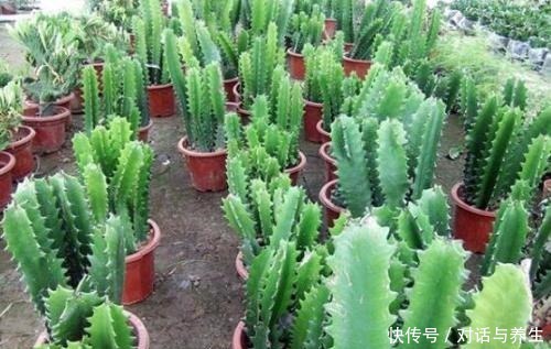 1种花,能养到2米高,人称“镇宅花”,养1盆寓意好,我就养了!