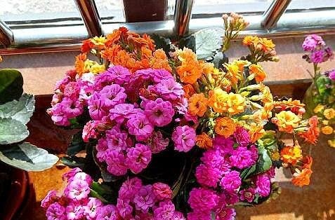 长寿花,夏季不做“2件事”,根不烂,叶不黄,侧芽长不停