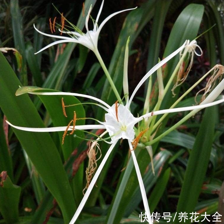 两种花,名字听起来吓人,开花却美翻了,养一次就上瘾