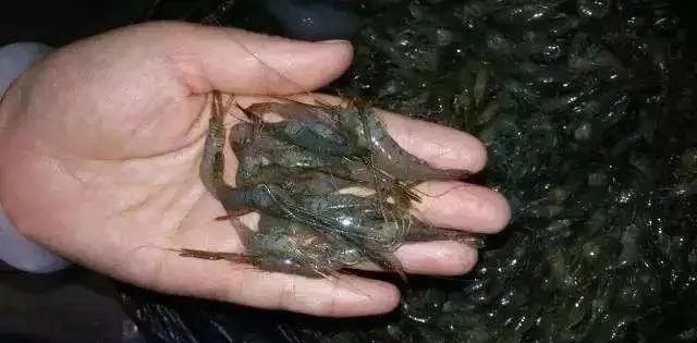 野钓不用买饵料,这6种特效饵随处可得,几乎零成本,下钩就上鱼