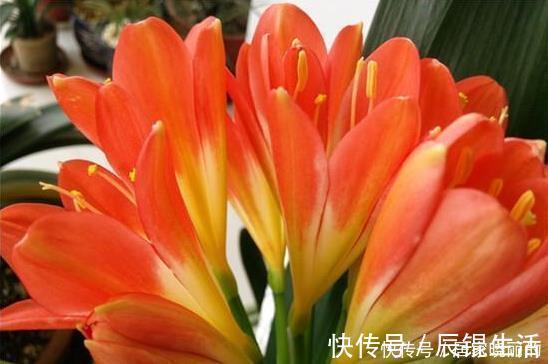 君子兰用这个土来养，根系肥壮，叶子又厚又亮，花开的越来越多