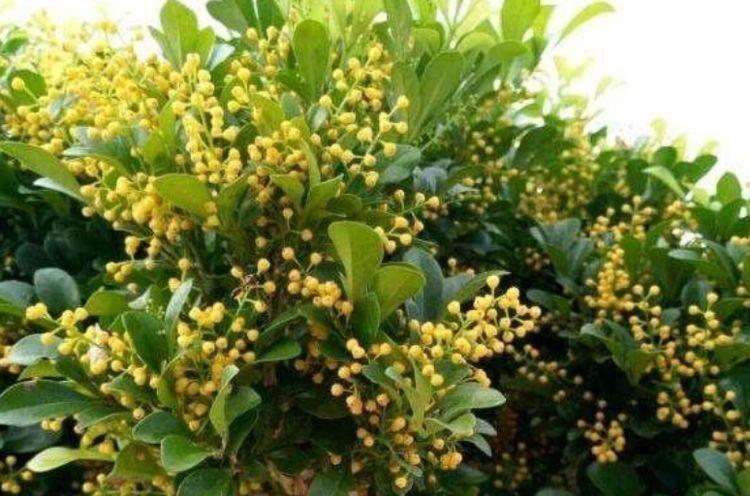 适合家养的4种花,净化空气,帮助睡眠,比绿萝好养很迷人