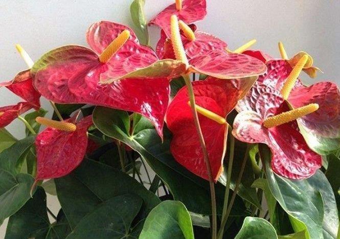 4种花很适合阳台养,花香四溢,花朵烂漫迷人,花开一茬接一茬!