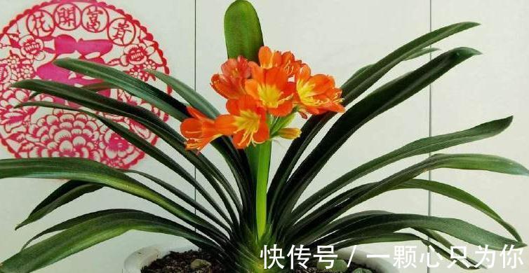 君子兰扦插小技巧,简单易学,赶紧来吧