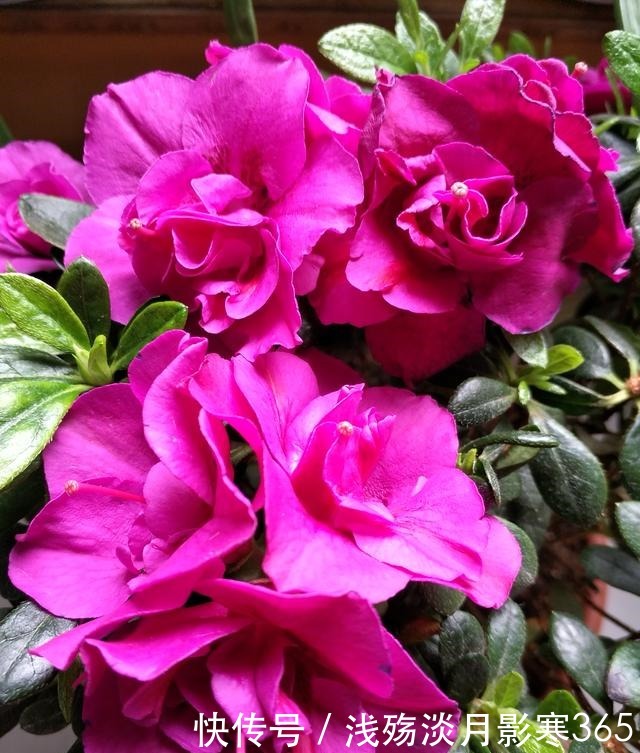 杜鹃、栀子、茶花,南花北养爱黄叶,三种“酸水”能改善