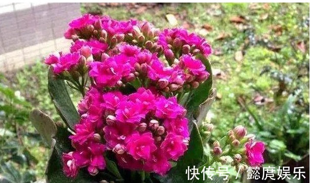 阳台上|浇点生花水,长寿花蟹爪兰都呼呼长,叶子肥厚还发亮,越开越漂亮