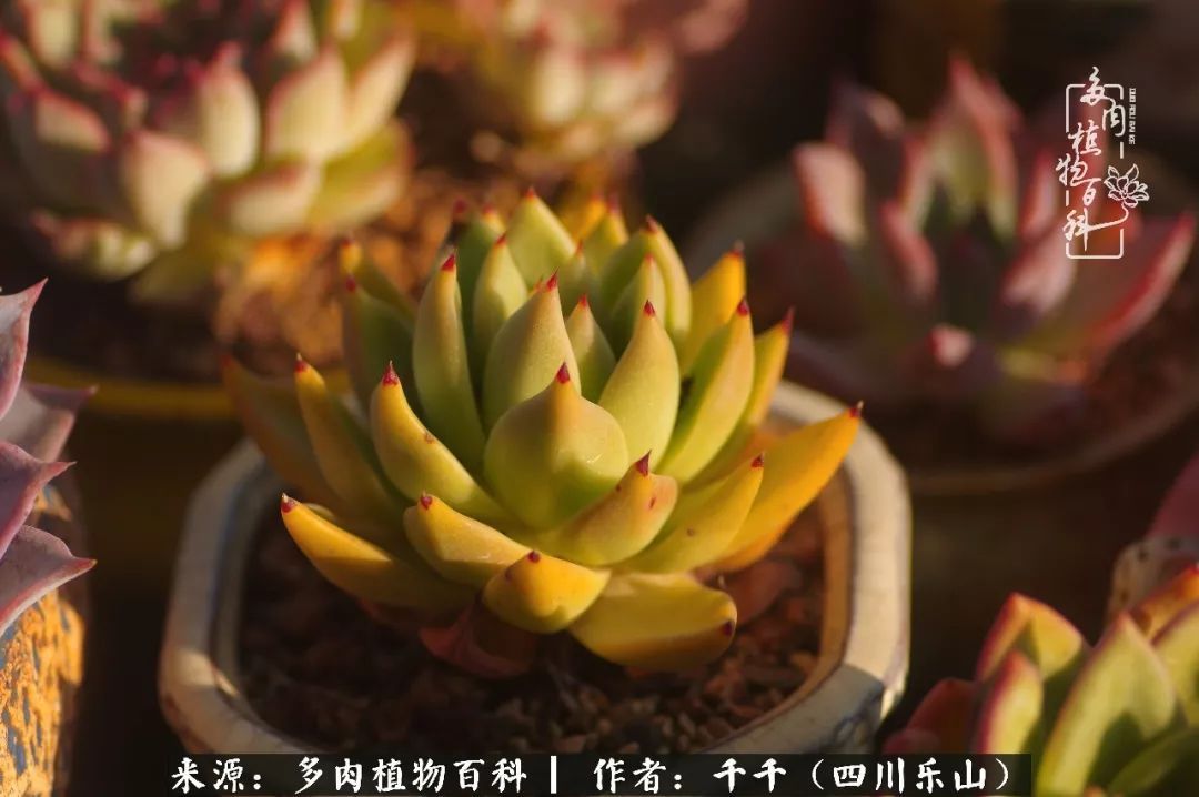 夏天日晒雨淋,秋老虎来势汹汹,你的多肉准备好逆袭了吗