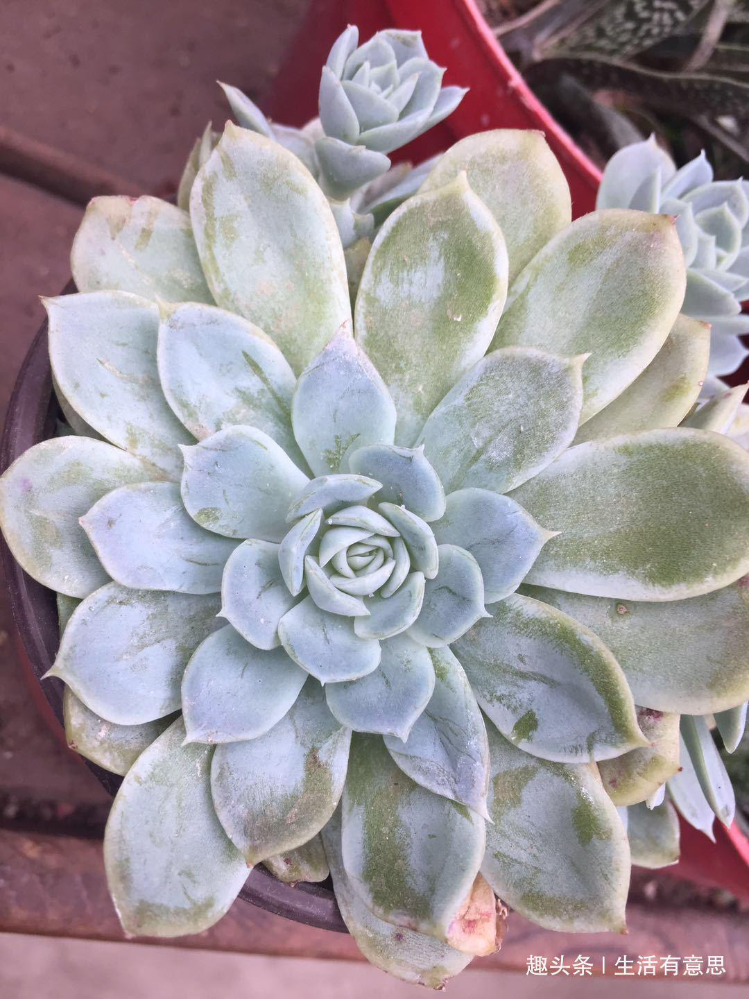 植株|它们,形相似,名有别,肉一样,色不同,几款多肉“莲花”好爆盆