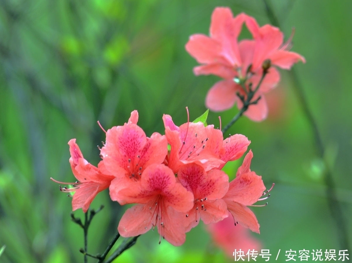 生肖|十二生肖中,吃的很多,却长不胖的三个生肖,越吃身材越好