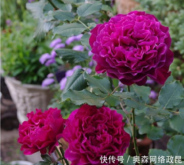 阳台盆栽佳品—浓香型月季，养护容易，四季开花，一卉能熏一室香