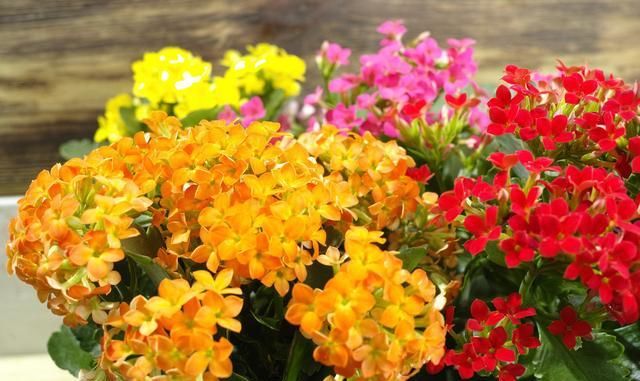 长寿花栽种，这样配土，植株长势旺，管理更简单