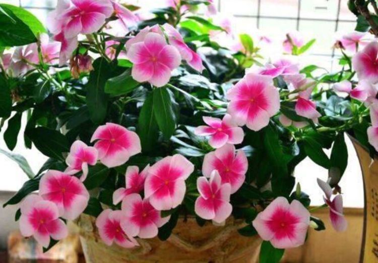 几种花好养又漂亮,花开妖艳开爆盆,开出一个大花球,好迷人!