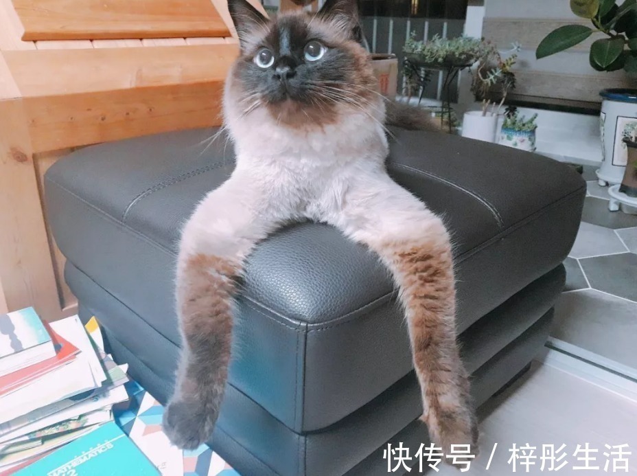 我是谁|他用手工雕塑高度还原魔性动物表情包,这画风也太搞笑了吧!