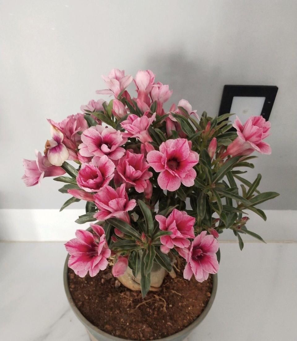 养文竹|有7种花“不喜水”，浇多了就烂根，越旱长得越旺