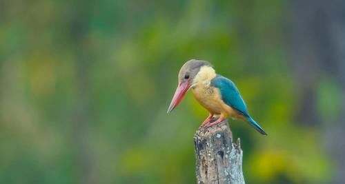 小行星撞地球导致恐龙瞬间灭绝了吗，这个瞬间持续了多长时间？