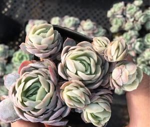  香香|4种香香多肉，颜值高易爆盆，家里养几盆，清香飘满屋！