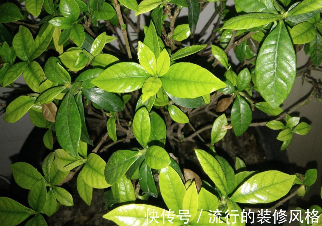 黄叶|养花“黑名单”实在太难养，心累