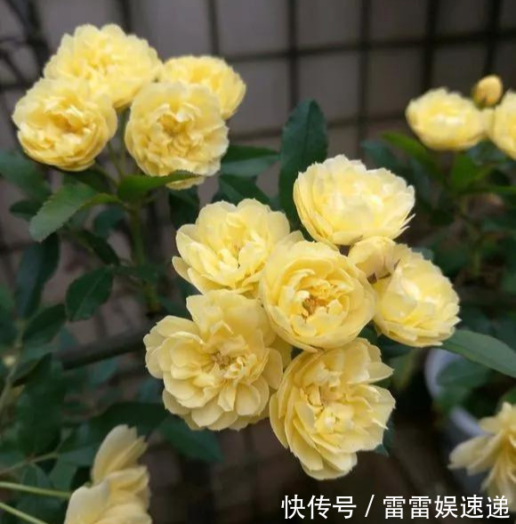 花开像月季，易爆花，-20℃冻不死，好养活不生病，比桂花香10倍