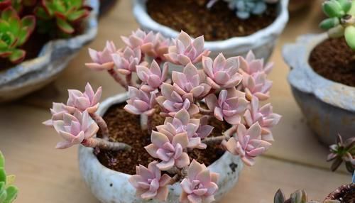 桃蛋|封闭小阳台,也能养多肉,摆上这几种,上色快易爆盆