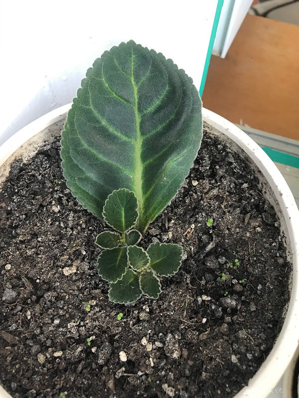 八种花期超长的植物，个个花期半年以上，观赏价值高，室内也能养