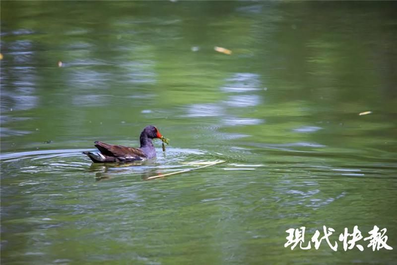 玄武湖公园|越冬精灵来了！玄武湖成候鸟天堂