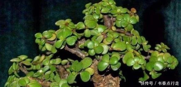 小苗|家里养金枝玉叶,几件“小事”做好了,小苗快速变老桩,枝繁叶茂