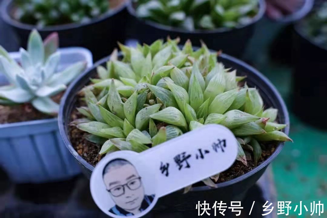 不适合叶插的品种有哪些?叶插也要选好品种,否则发根太难了