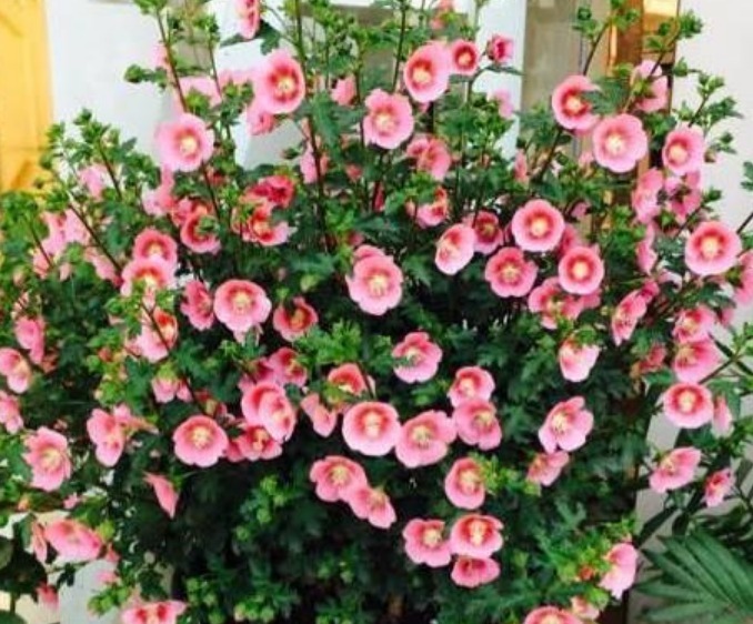 5种小众花,特别受大家喜爱,开花多、花期长,仙气十足!