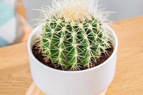 可能踩過的“坑”的養(yǎng)生小知識