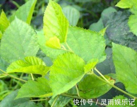 糖尿病患者|桑叶能够降低血糖吗?分别听听中医和西医给出的回答!