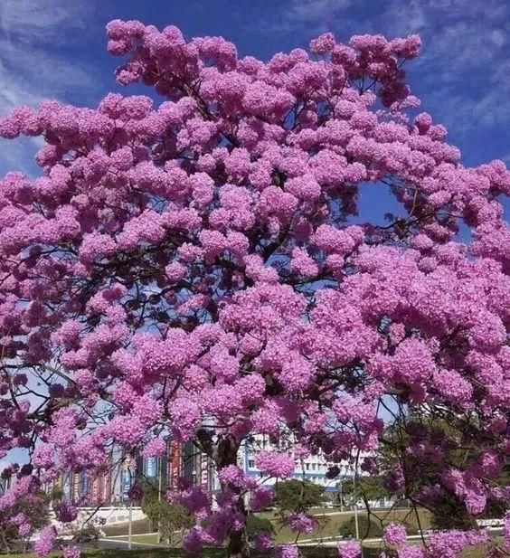 传来|太美了,世界照片今天终于传来,罕见至极,一睹为快